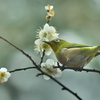 白梅メジロ1