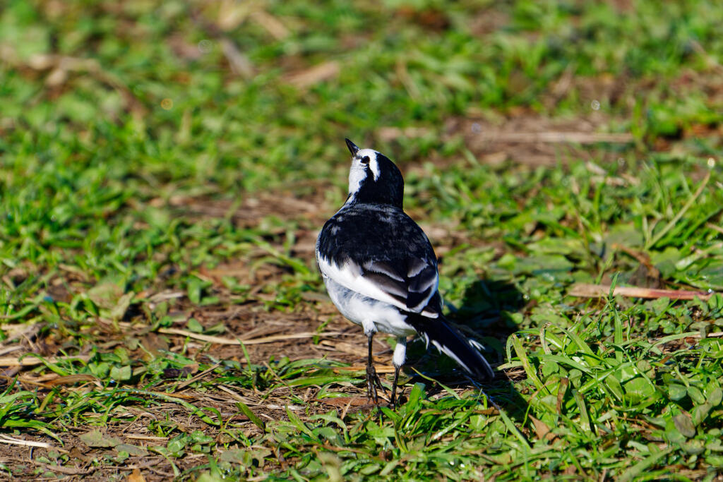 セグロセキレイ