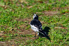 セグロセキレイ