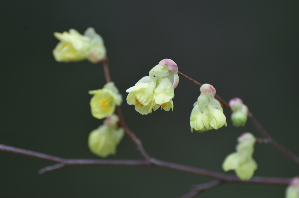 ヒュウガミズキ
