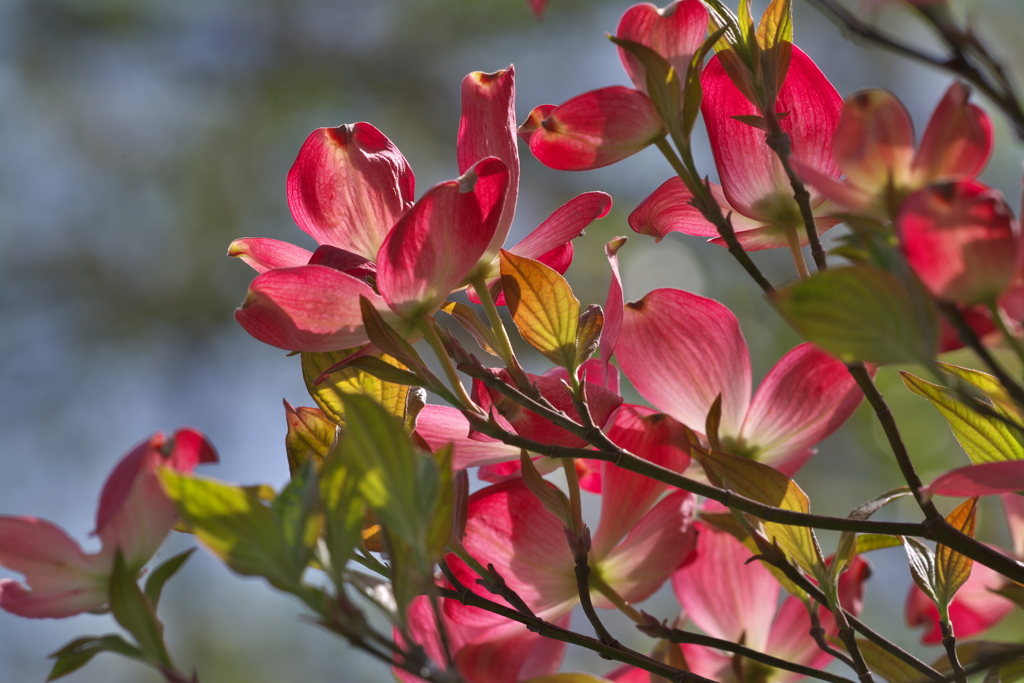 日差しを浴びたハナミズキ