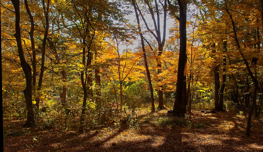 野川公園の紅葉