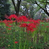 彼岸花(赤)