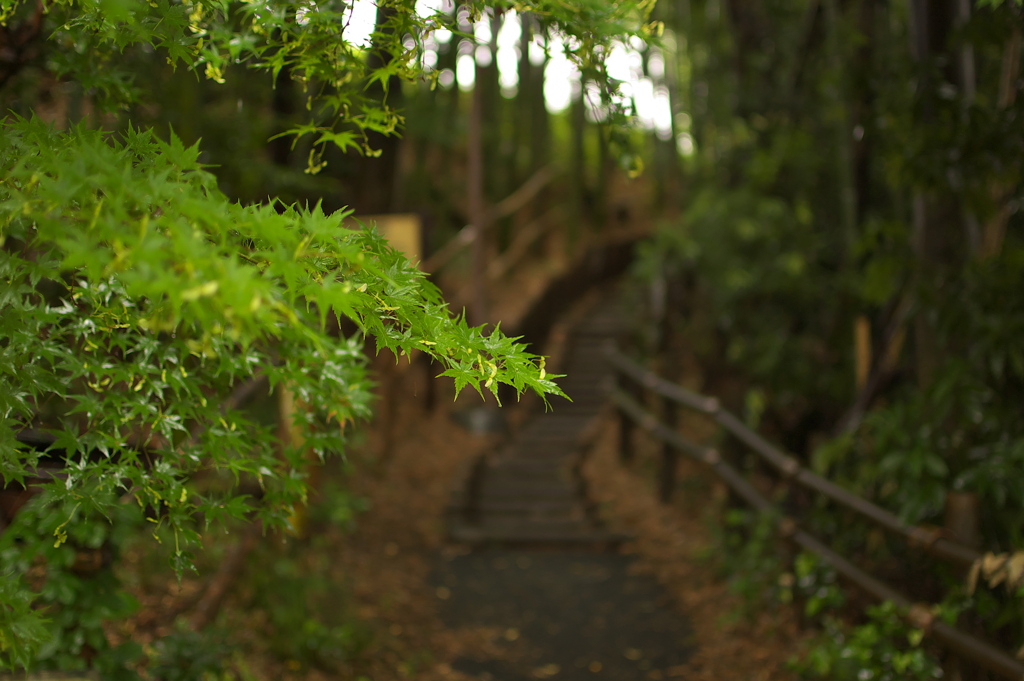 大沢緑地