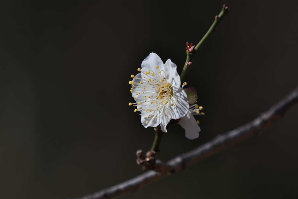 白梅