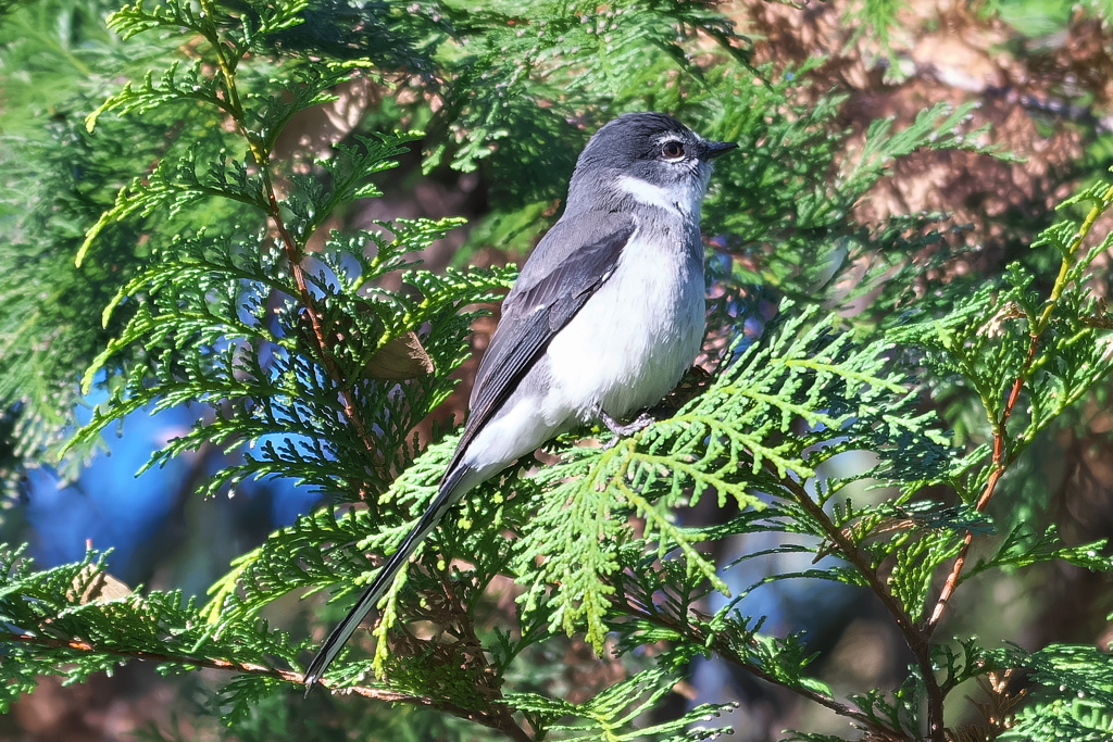 リュウキュウサンショウクイ