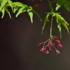 モミジの花