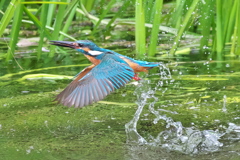 カワセミ