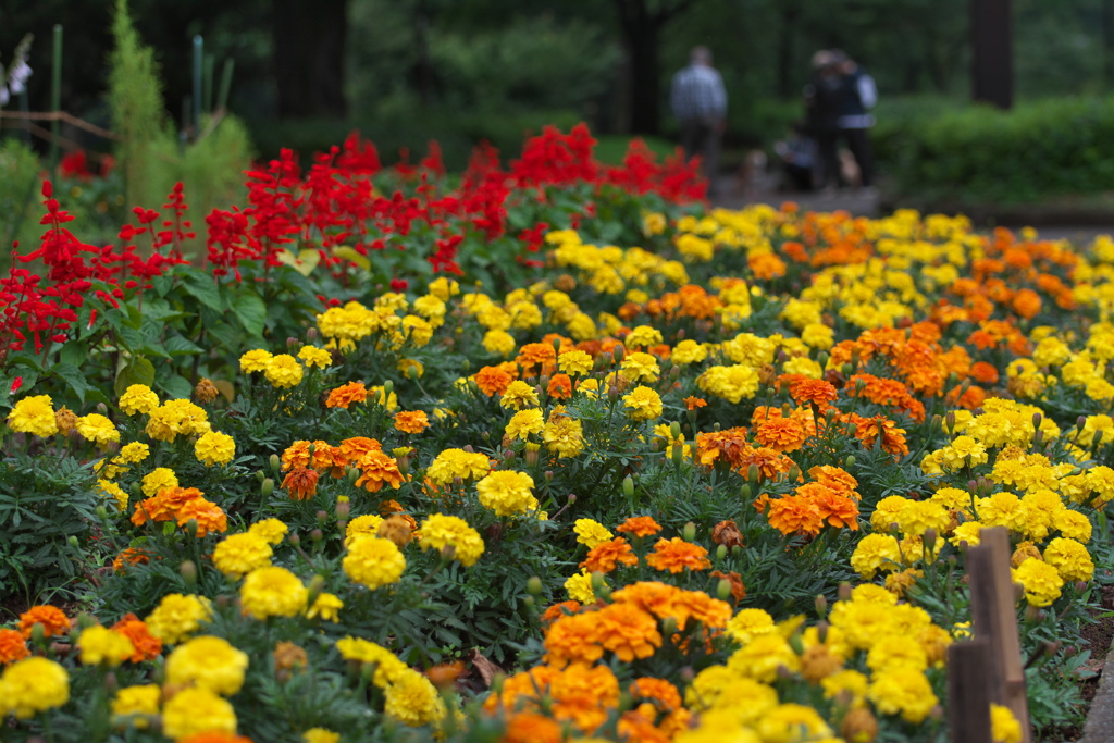 小金井公園花壇