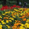 小金井公園花壇