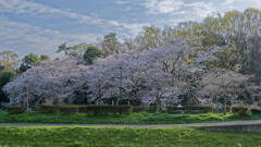 武蔵野公園