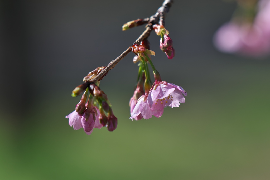 河津桜