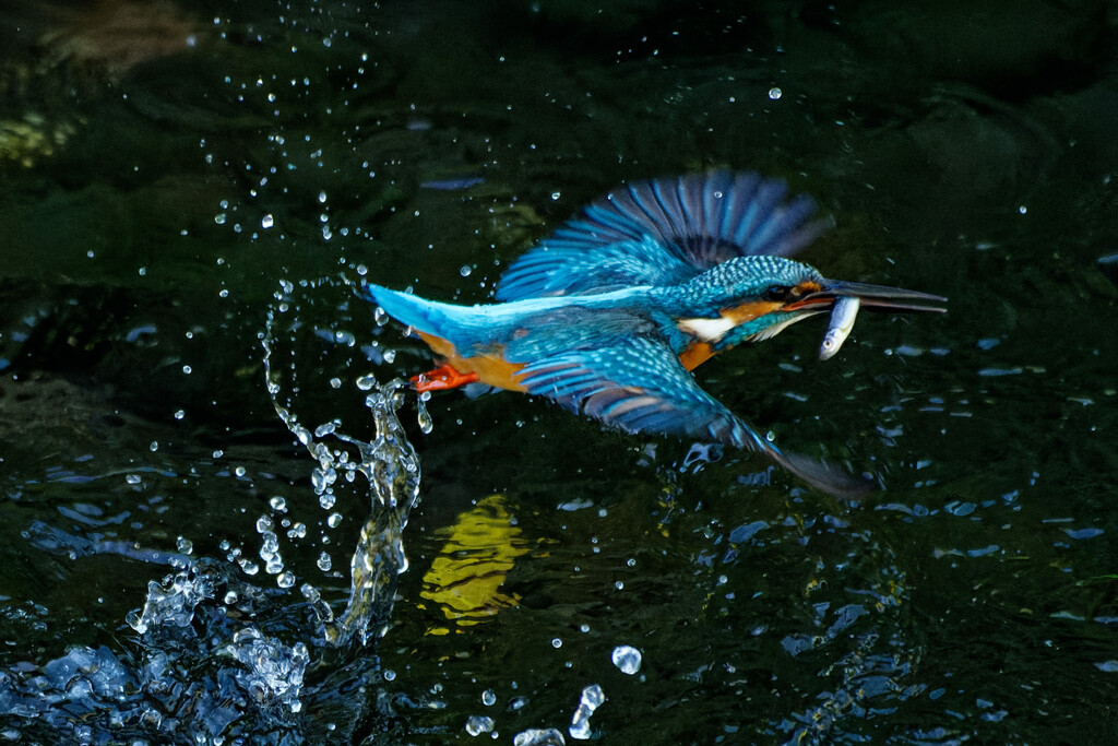 カワセミ