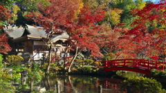 貫井神社 紅葉