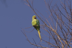 ワカケホンセイインコ