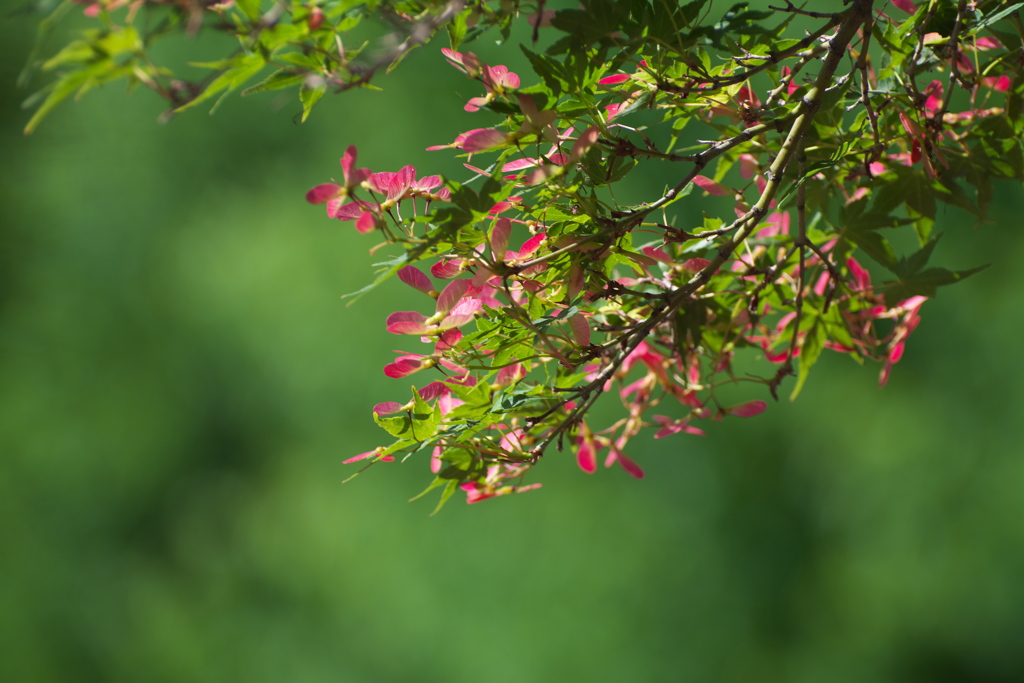 イロハモミジの花