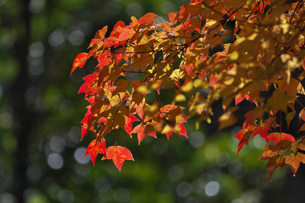 カエデ