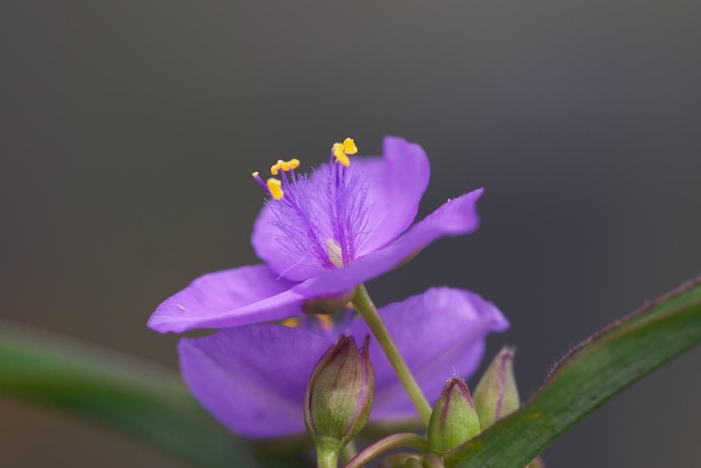 ムラサキツユクサ