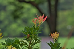 小金井公園にて