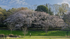 武蔵野公園2
