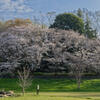 武蔵野公園2