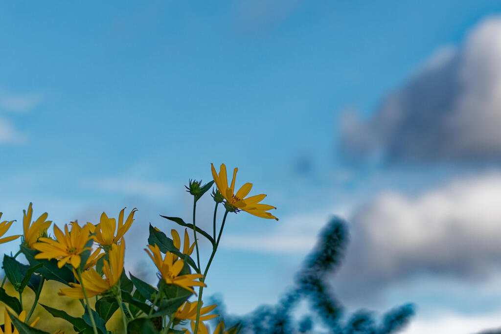 青空にキクイモ