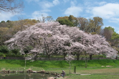 桜とため池２
