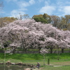 桜とため池２