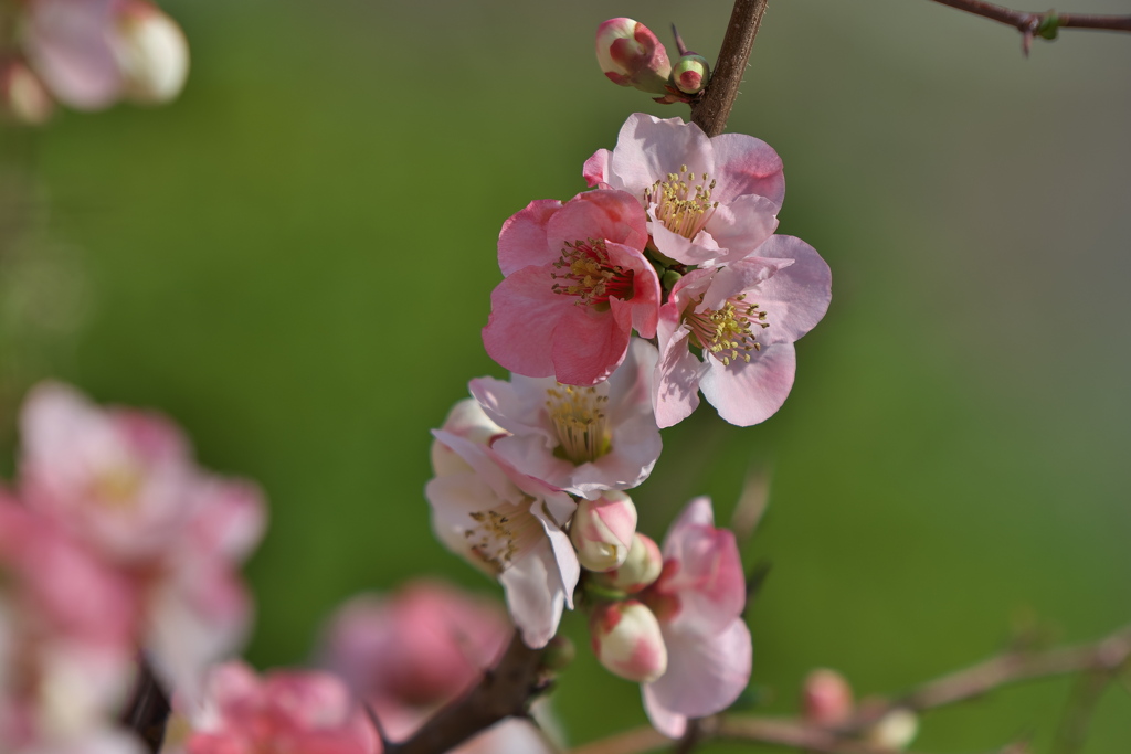 木瓜の花