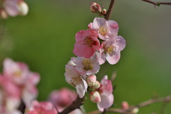 木瓜の花