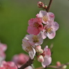 木瓜の花