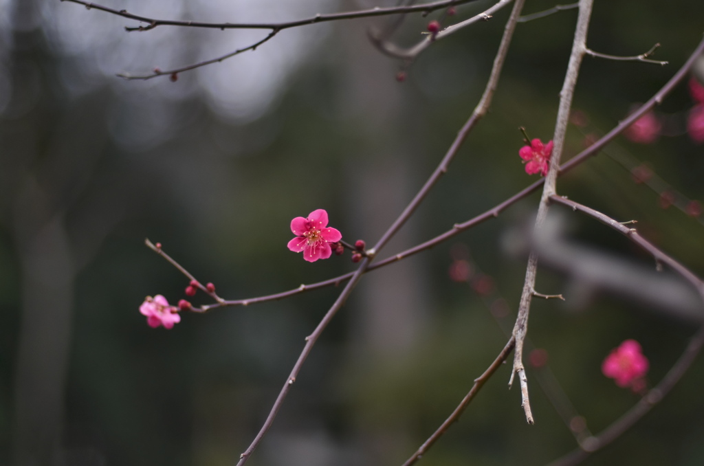 控え目に咲いてます