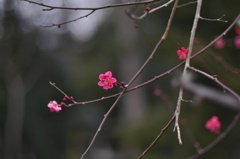 控え目に咲いてます