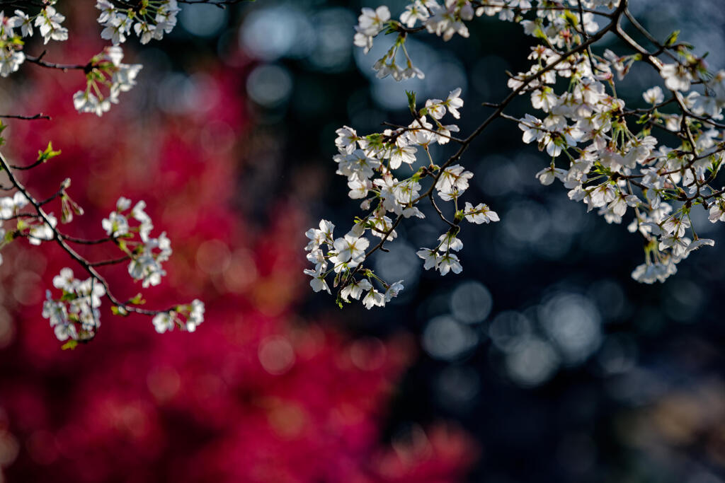 桜