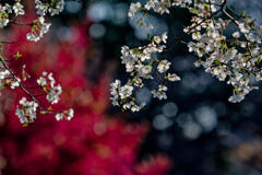 桜