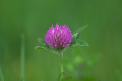 ムラサキツメクサ