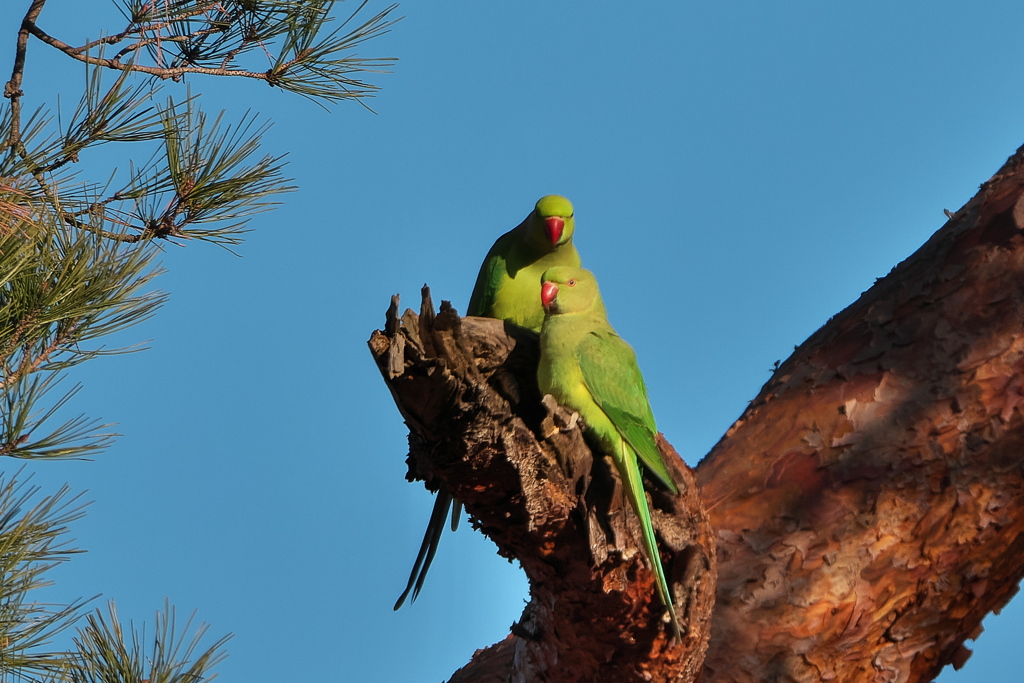 ワカケホンセイインコ
