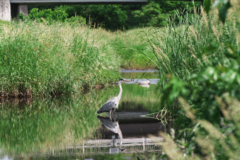 初夏にアオサギ