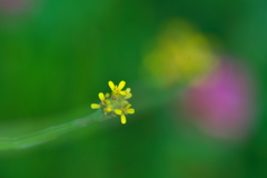 散歩道が草ボボー2