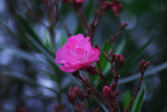 夾竹桃(キョウチクトウ)