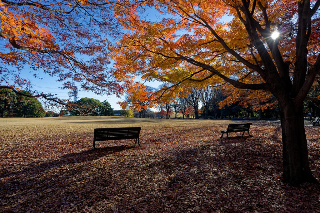 神代植物公園自由広場