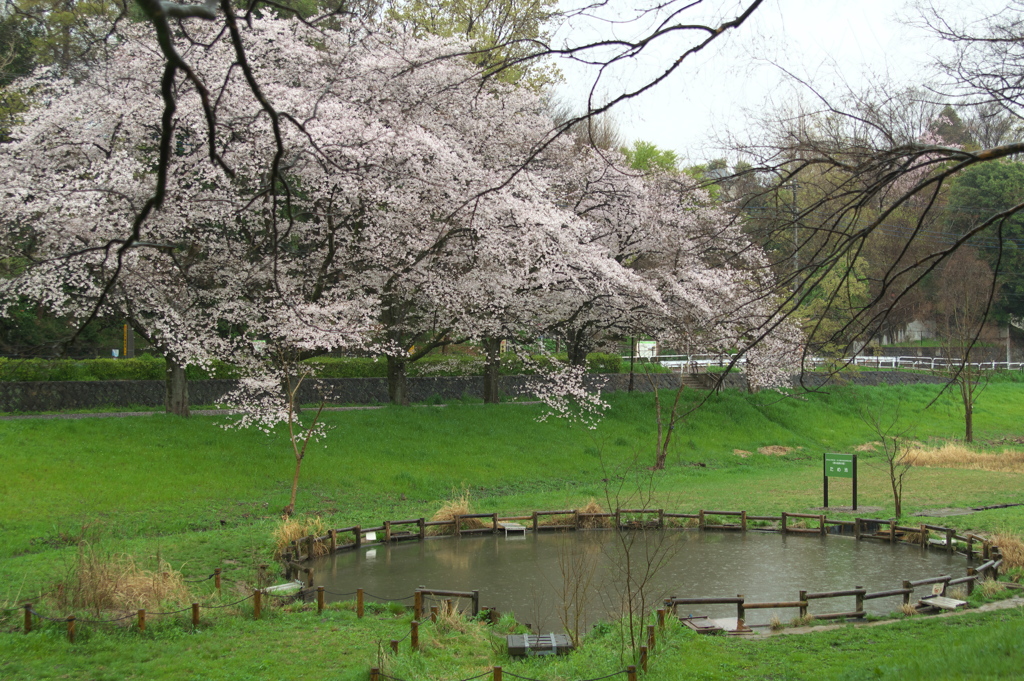 桜とため池