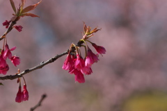 寒緋桜