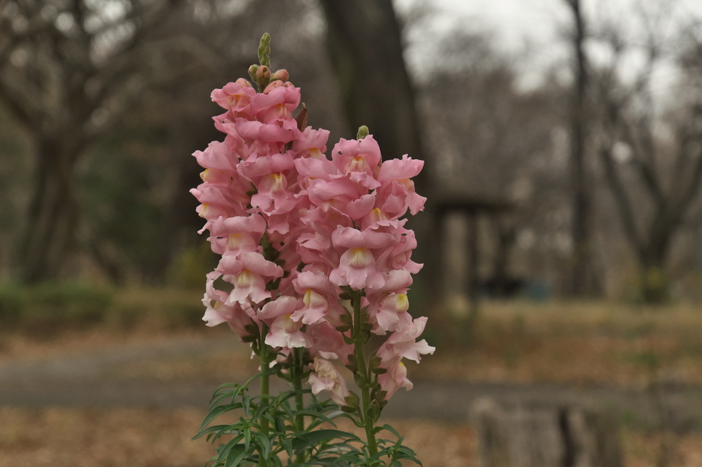 キンギョソウ