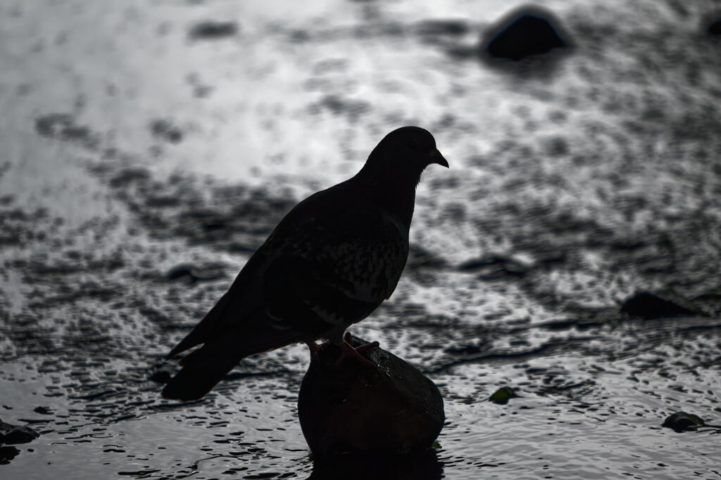 鳩
