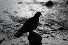 鳩