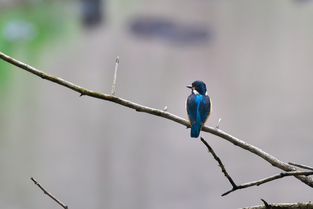 カワセミ