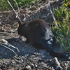 野生