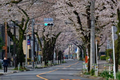 桜通り
