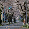 桜通り